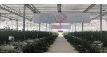 Çində pomidor yetişdirilməsi üçün “5G” texnologiyasından istifadə edilir