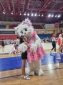 10 yaşlı gimnastın vətənpərvərlik nümayişi - FOTO 