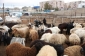 Heyvan bazarlarında fəaliyyətlər nə zaman bərpa olunacaq? - RƏSMİ AÇIQLAMA 