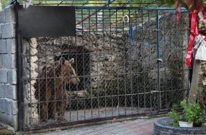 Vəhşi heyvanları qəfəsdə saxlayan restoran sahibi cəzalandırılıb