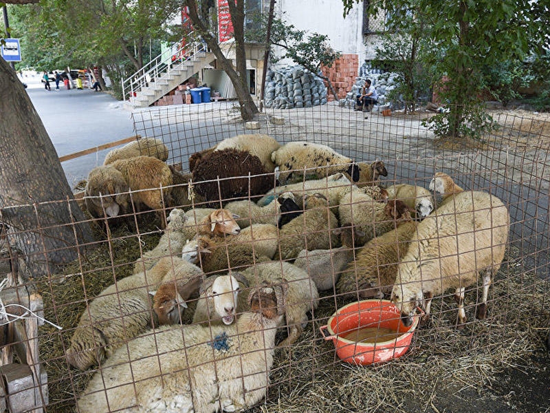 AQTA Qurban bayramında heyvan kəsimi ilə bağlı məlumat yaydı