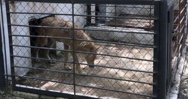 Azərbaycanda sahibkar restoranı “zooparka” çeviribmiş