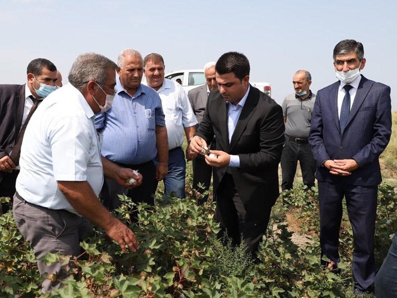 Neftçala rayonunda ilkin olaraq əl ilə pambıq yığımına başlanılıb - FOTO