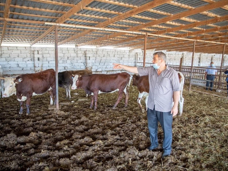 Özünüməşğulluq proqramına qoşulmuş aztəminatlı ailələr üçün kiçik təsərrüfatlar qurulur - FOTO