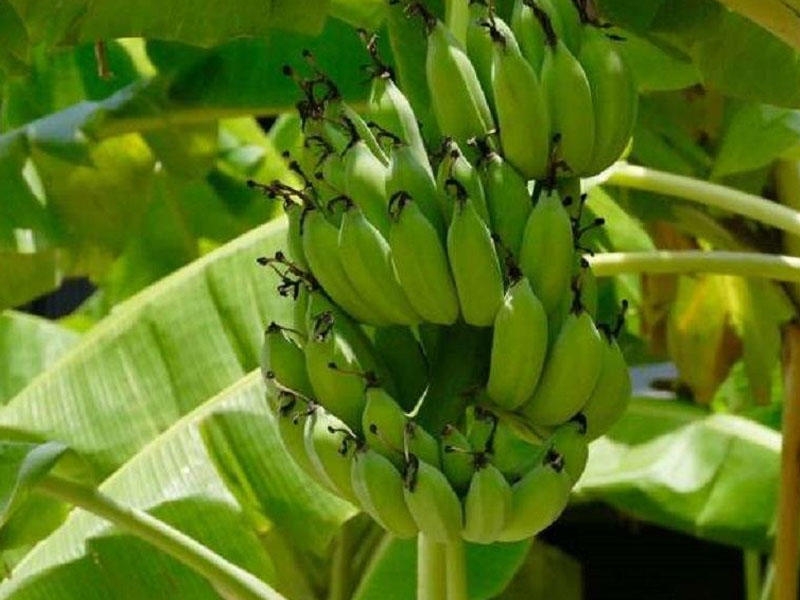 Azərbaycanda sahibkarlar banan yetişdirməyə başlayıb