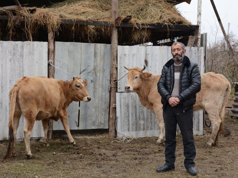 Göyçay və İsmayıllıda şəhid ailələri və müharibə iştirakçıları üçün təsərrüfatlar yaradılıb - FOTO