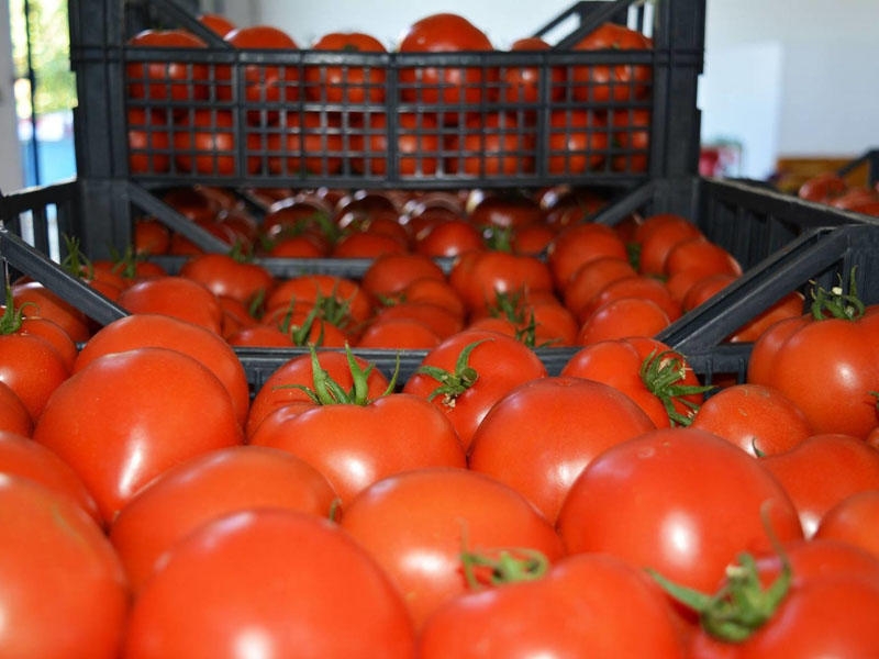 Pomidor idxalına qoyulan qadağa böyük maliyyə itkisi yaradıb - VİDEO