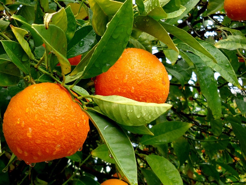 Azərbaycanda portağal sahələrinin güzəştli sığortası başlandı