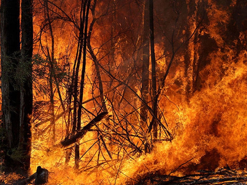 Avstraliyada meşə yanğınları - Yüzlərlə insan evakuasiya edildi