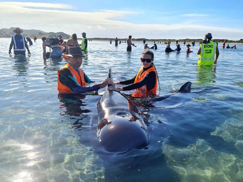 Yeni Zelandiyada özünü sahilə atmış qara delfinlər xilas edilib