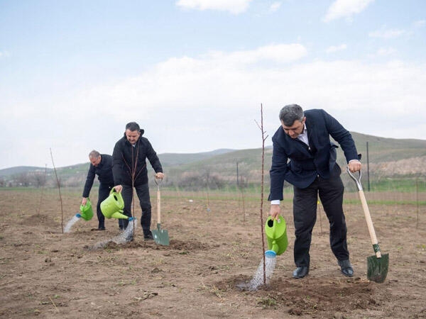 Zəngilanda Azərbaycan - Türkiyə “Qardaşlıq bağı” salınıb - FOTO