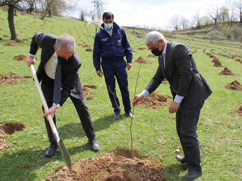 “Yaşıl Marafon” davam edir: bu gün ölkə üzrə 10 000 ağac əkilib - FOTO