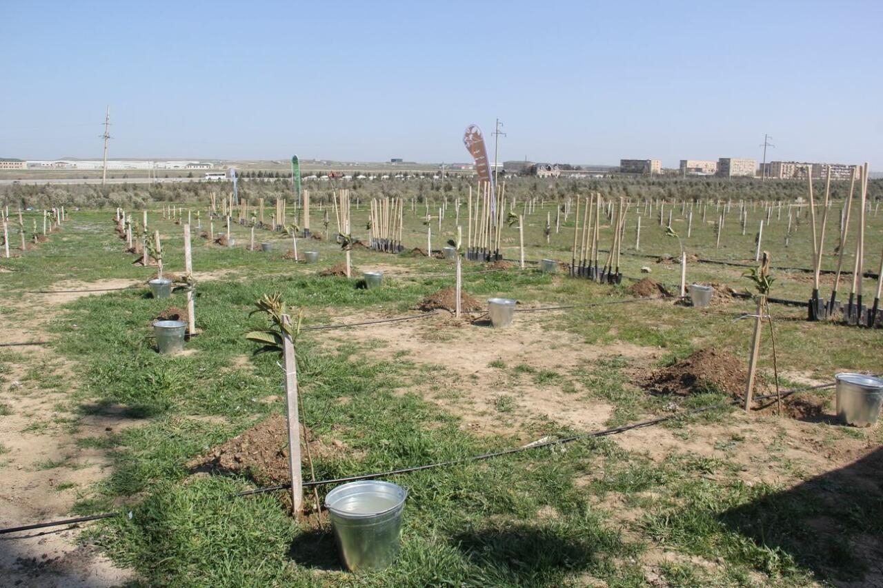 “Yaşıl Marafon” çərçivəsində ağacəkmə aksiyaları davam edir - FOTO