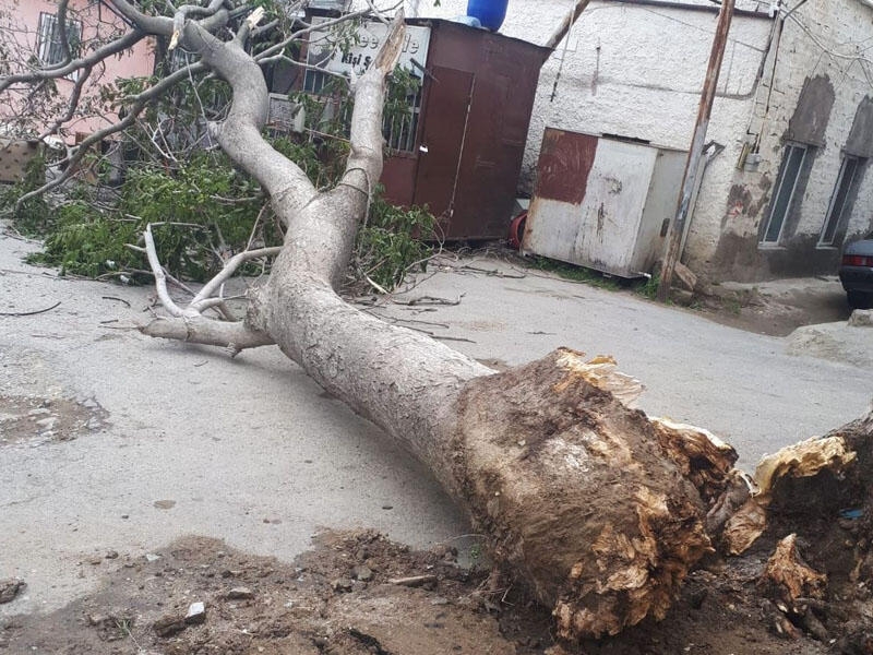 Bakıda ötən gün 40-a yaxın ağac aşıb, 4 avtomobilə ziyan dəyib