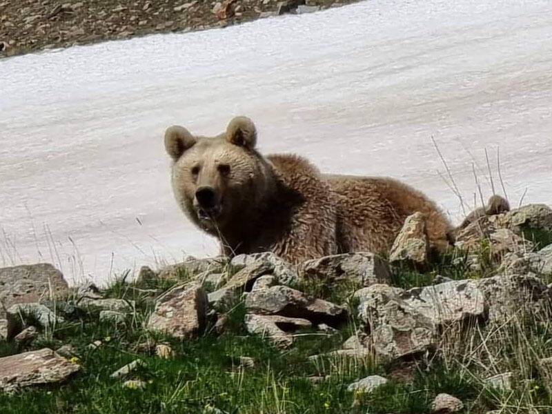 Naxçıvanda ayılar fotoqrafa hücum etmək istədi, maraqlı görüntülər ortaya çıxdı - FOTO