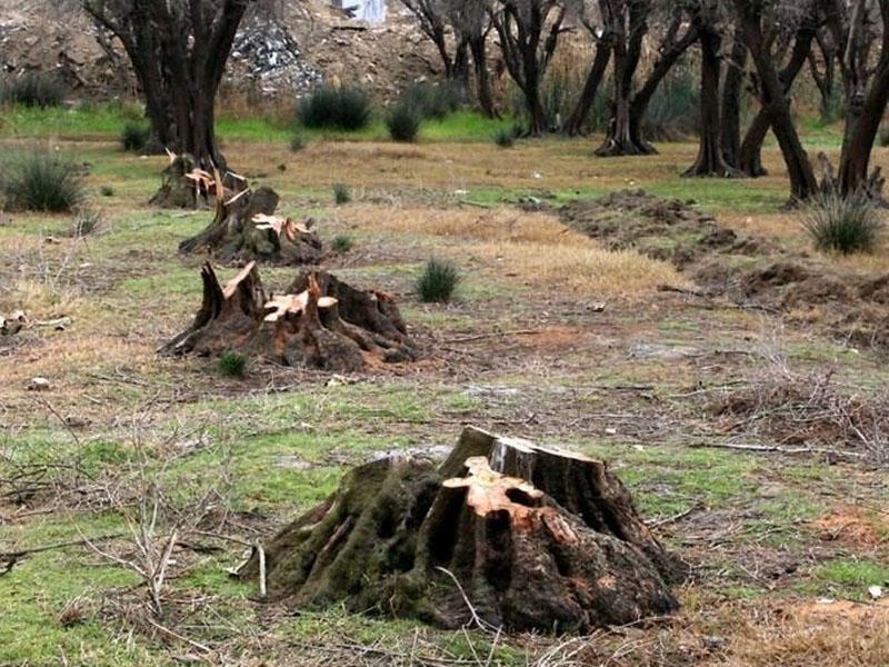 Ağacları kəsən şirkətlə bağlı prokurorluğa müraciət edildi