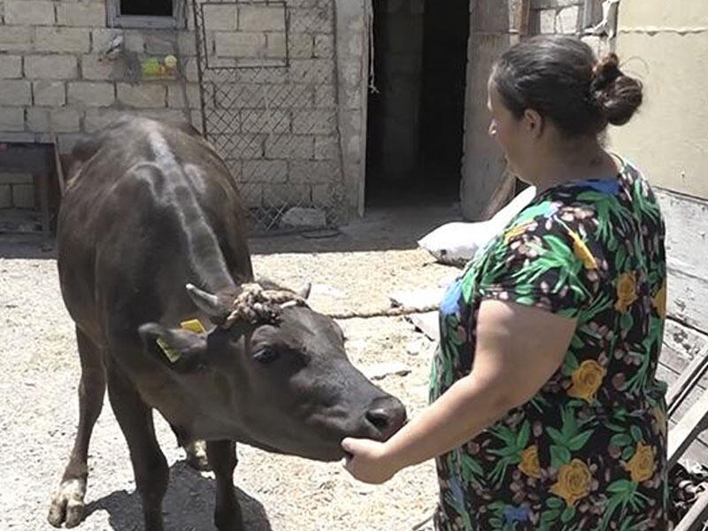 Sumqayıt sakininin mal-qara problemi - VİDEO