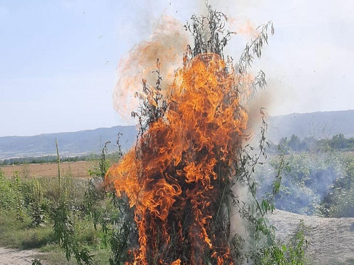 Zaqatalada əməliyyat, 2 tona yaxın narkotik vasitə məhv edildi