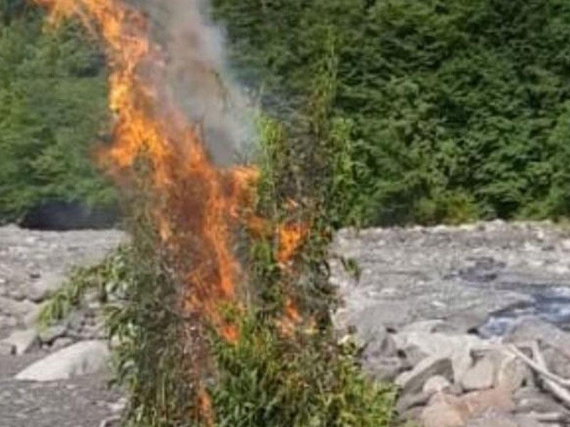 Zaqatalada yabanı halda bitmiş çətənə kolları məhv edilib - FOTO