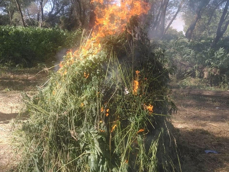 Gəncədə yabanı çətənə kolları məhv edilib