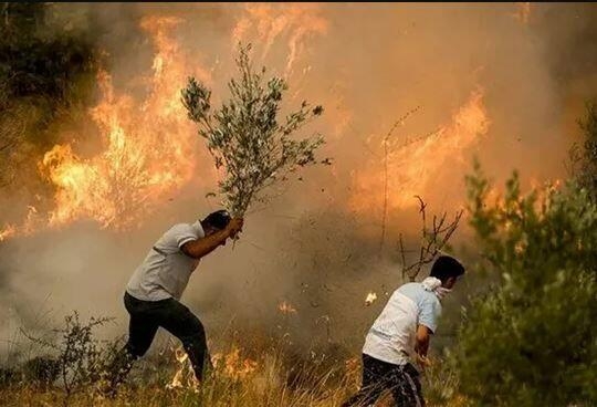 Keçmiş PKK üzvü: “Türkiyədə ağaclara PKK-nın əmrilə od vururlar”