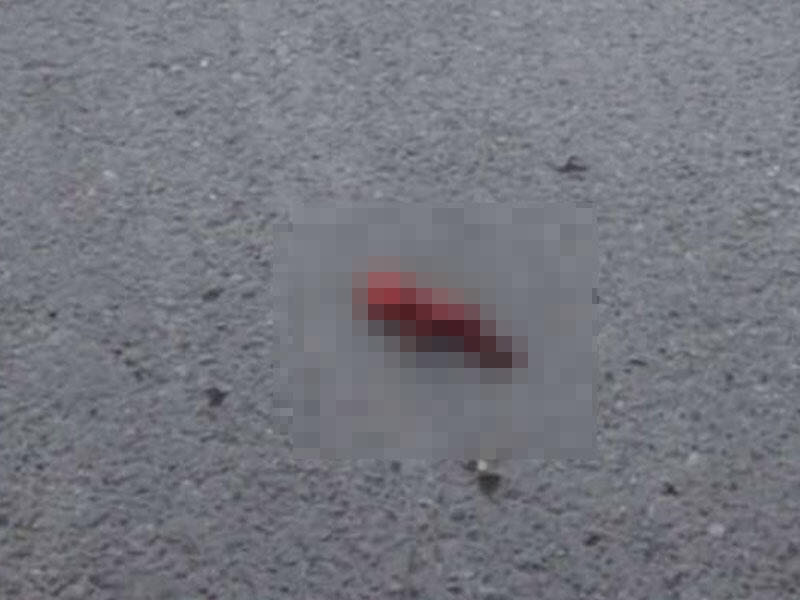 Ağsuda zibil qutusundan tapılmış döllə bağlı dəhşətli FAKT