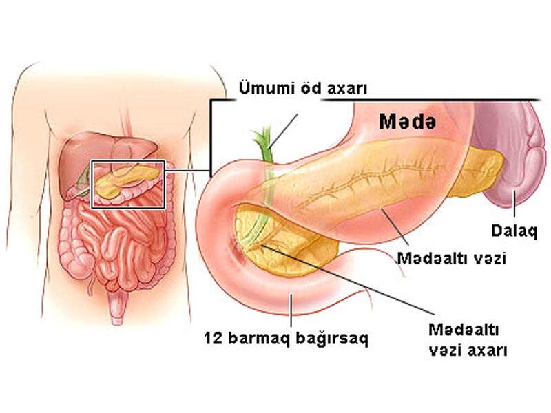 Mədəaltı vəzinin orqanizmdə rolu