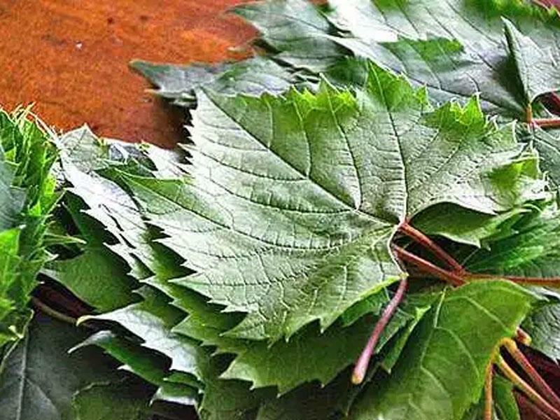 Üzüm yarpağı çayının faydaları