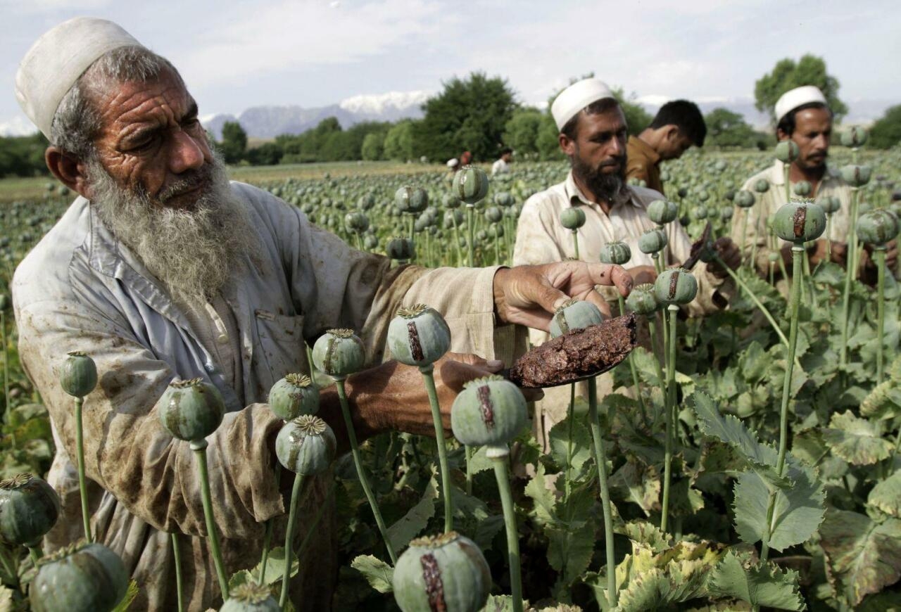 Taliban xaşxaşın becərilməsini qadağan etdi