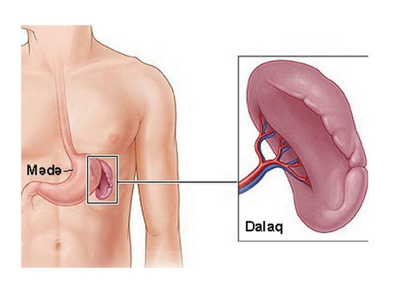 Dalaq sirli orqandır