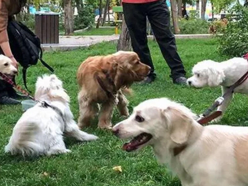 İranda it gəzdirmək qadağan edildi: “İslama görə it...”