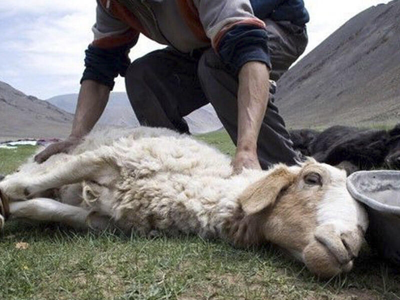 Bir neçə adam birləşib ümumi qurban kəsə bilər - Hacı Şahindən vacib AÇIQLAMA