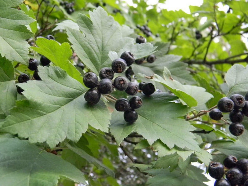 Qara yemişan çayı və onun faydaları