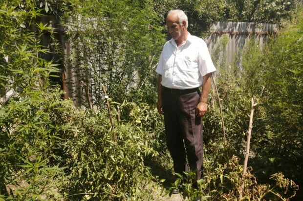 İsmayıllıda evini narkotik plantasiyasına çevirən şəxs TUTULDU - FOTO