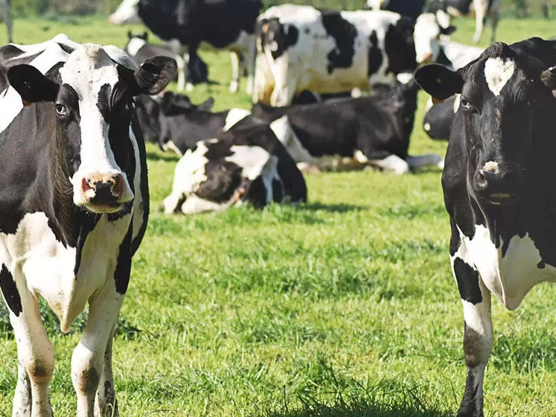 İnəklər vegetarian qadını tapdalayaraq öldürdülər