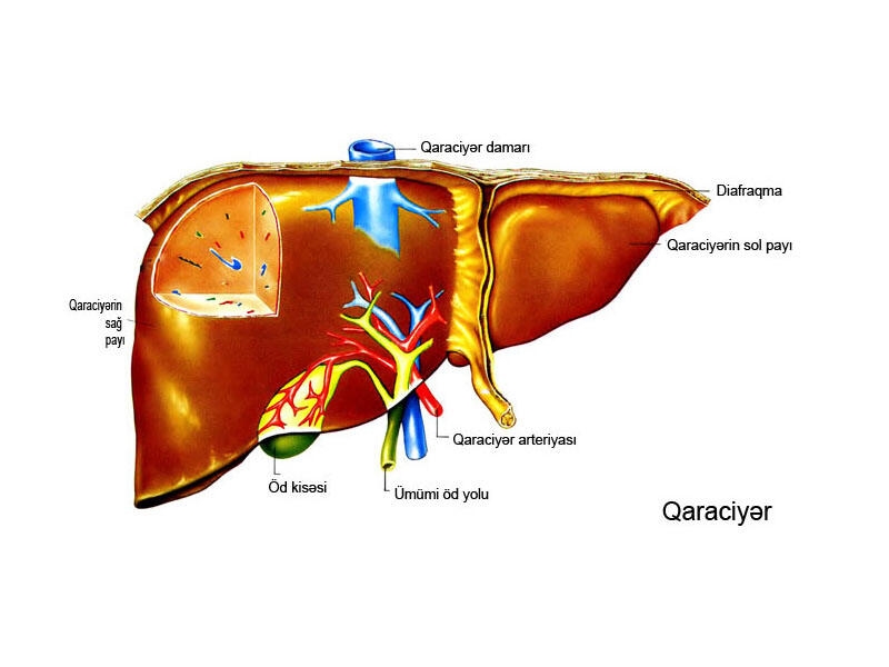 Qaraciyər – çox vacib orqandır