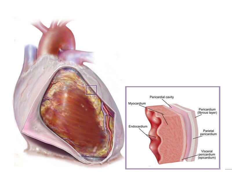 Perikard boşluğunun punksiyası və müayinəsi
