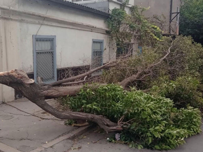 Bakıda güclü külək 15 ağacı aşırıb