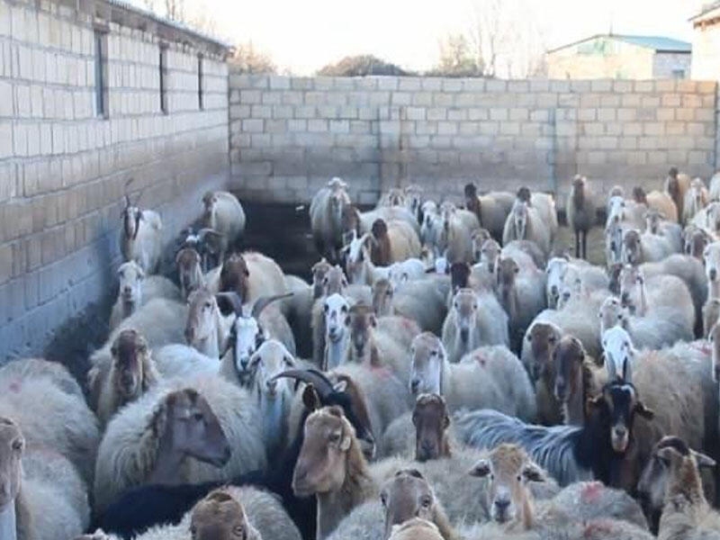 Ağdaşda naməlum xəstəlik: heyvanlar tələf olur