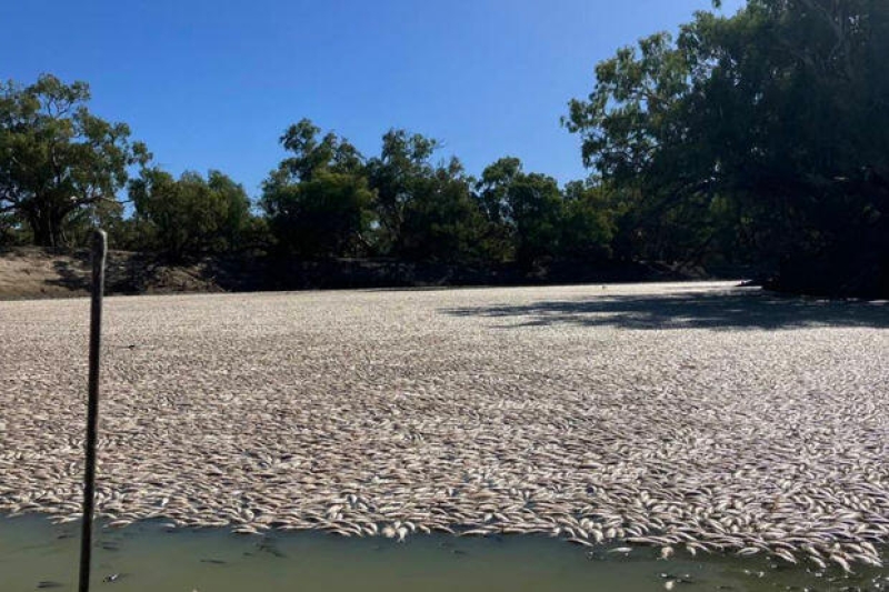 Avstraliyada qorxunc mənzərə: Yüz minlərlə ölü balıq su üzünə çıxdı - FOTO