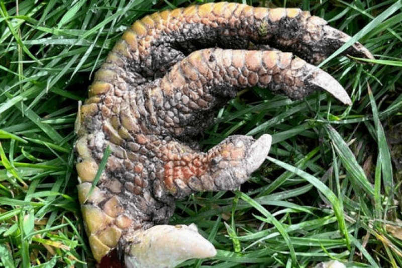 Britaniyalı qadın dinozavr pəncəsi tapdığını iddia etdi: Tarixdən əvvəlki dövrə aiddir - FOTO