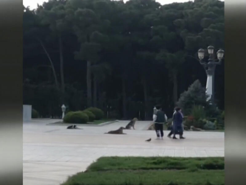Şəhərin ən böyük parklarından biri sahibsiz itlərlə doludur - VİDEO