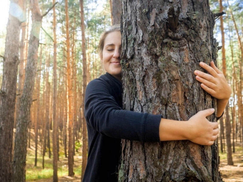 Dendroterapiya nədir?