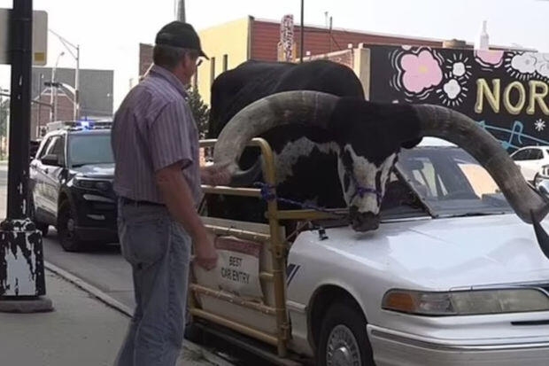 700 kiloqramlıq öküzü avtomobilində gəzdirdi – FOTO - VİDEO