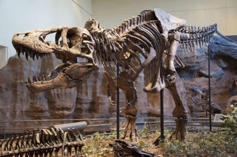 Kanadada mədəsində iki dinozavr olan Tiranozavrın qalıqları tapıldı - FOTO