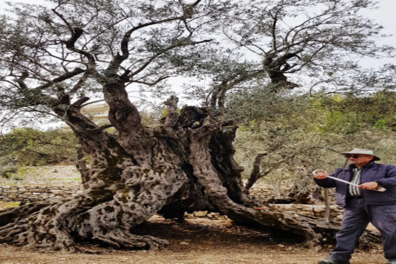1100 yaşlı unikal zeytun ağacı
