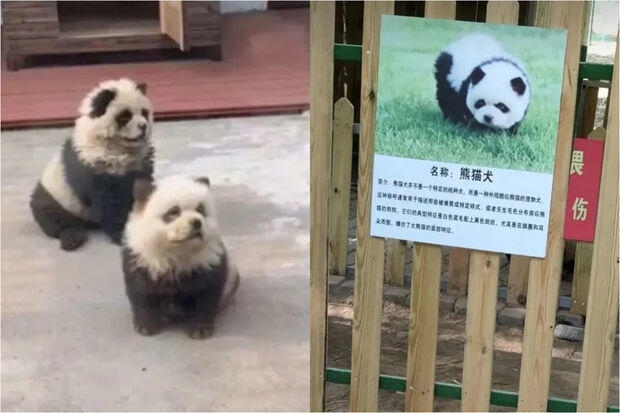 Çinlilər itləri boyayıb panda kimi ''sırıdılar'' - FOTO