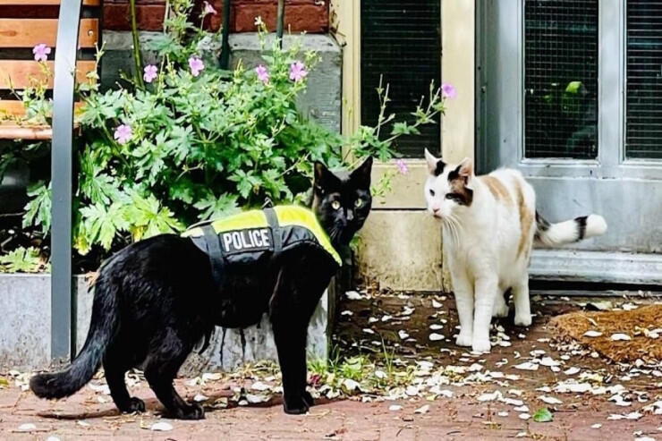 Tarixdə ilk polis pişik - FOTO