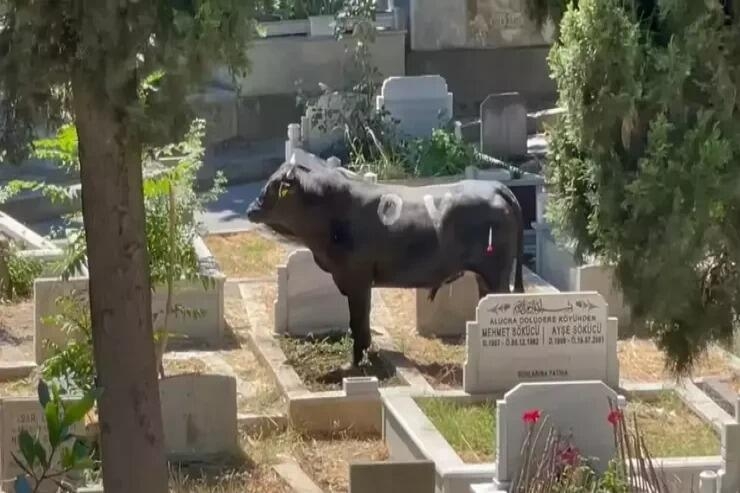 Qurbanlıq öküz qaçıb qəbiristanlığa girdi: 2 nəfər yaralanıb