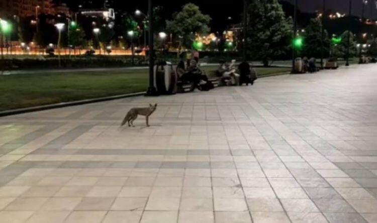 Bulvar, yoxsa meşə - Tülkülərlə bağlı niyə tədbir görülmür?